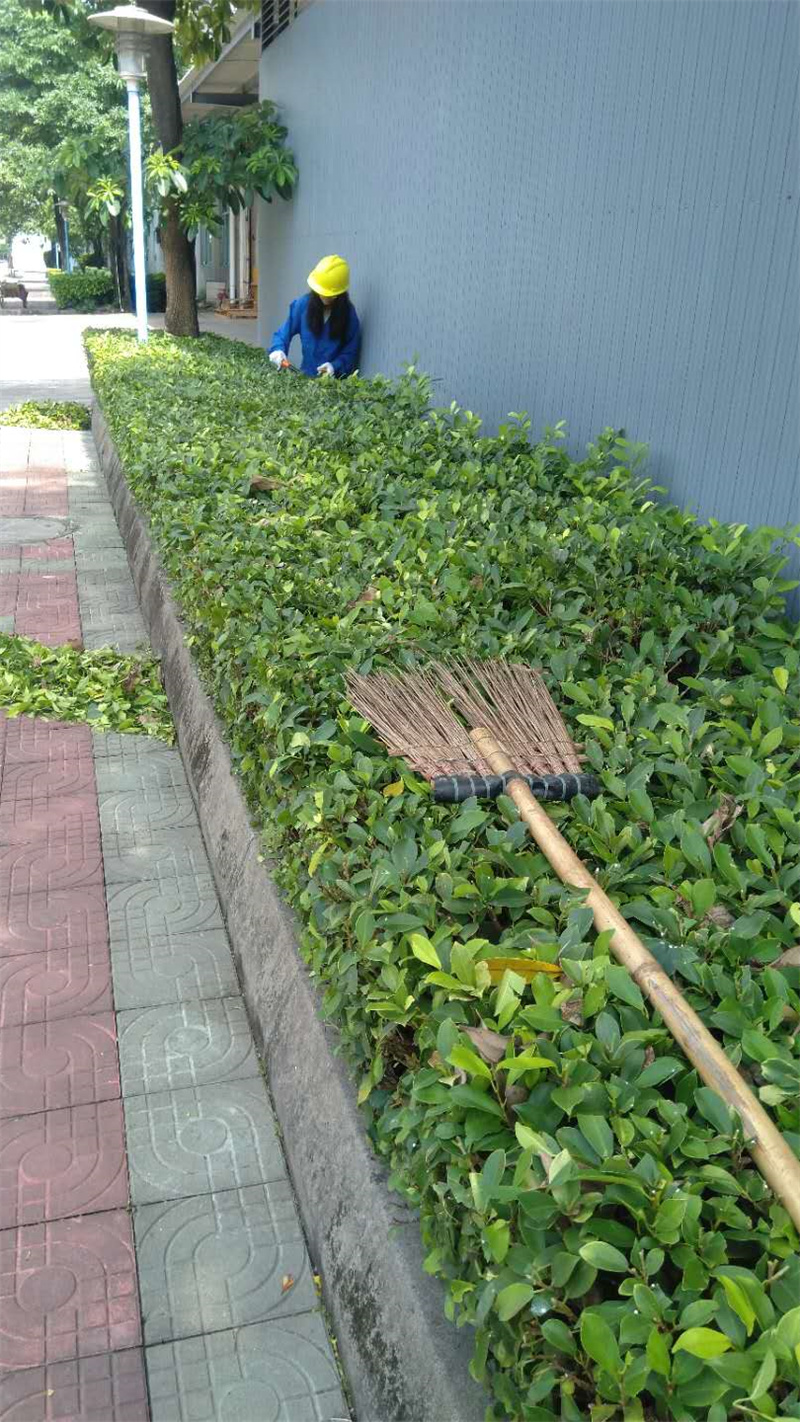 绿篱修剪 